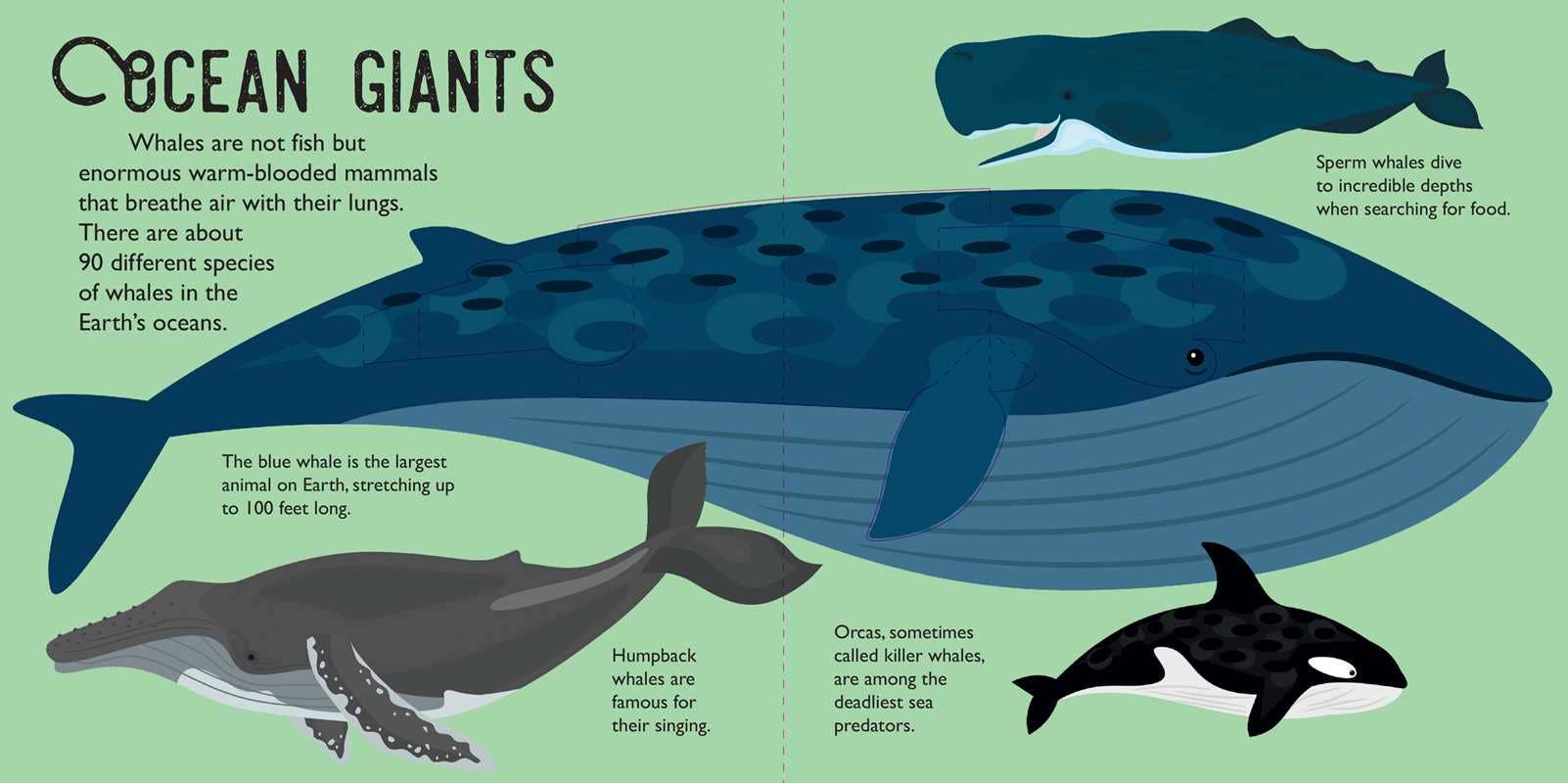 Panoramic Pop-Ups: Ocean